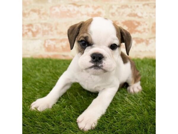 Bulldog DOG Female Bronze 14398 Petland Chillicothe, Ohio