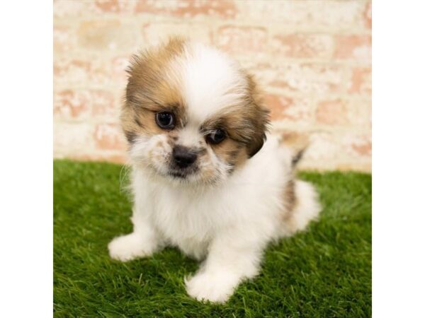 Shih Tzu DOG Female Gold / White 14401 Petland Chillicothe, Ohio