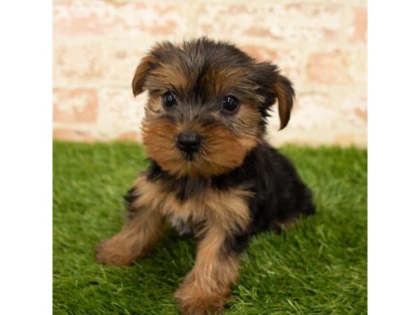 Yorkshire Terrier DOG Female Black / Gold 14402 Petland Chillicothe, Ohio