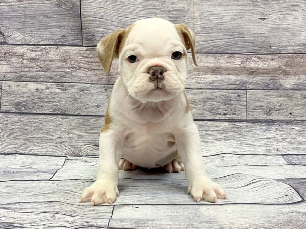 English Bulldog DOG Male Red 14399 Petland Chillicothe, Ohio