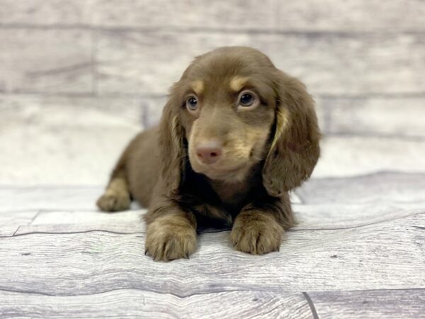 Dachshund DOG Male Chlt & Tn 14397 Petland Chillicothe, Ohio