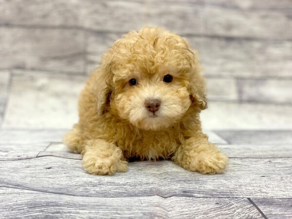 Miniature Poodle-DOG-Female-Apricot-14396-Petland Chillicothe, Ohio