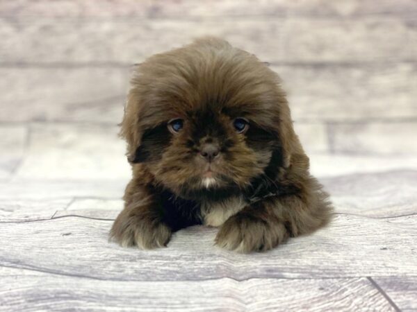 Shih Tzu DOG Female Liver 14395 Petland Chillicothe, Ohio