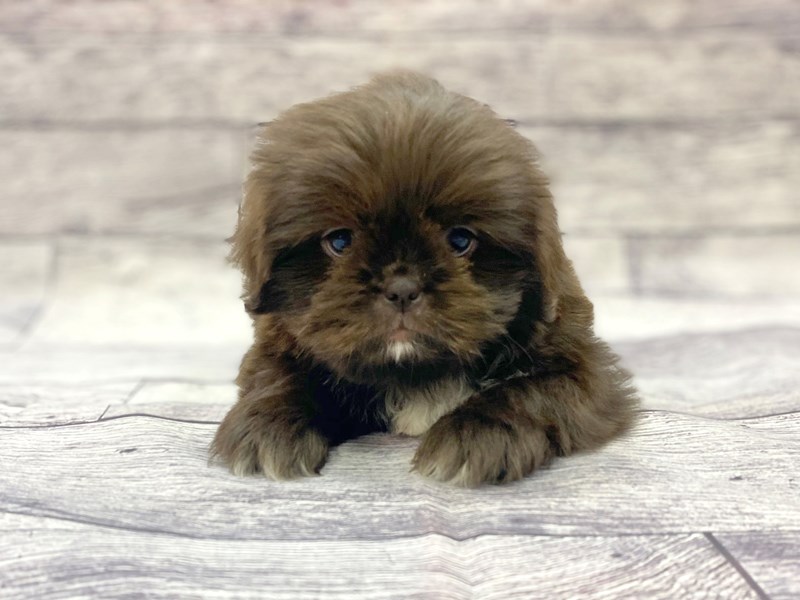 Liver shih tzu hot sale puppies