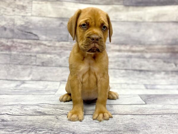 Dogue de Bordeaux DOG Male Red 14403 Petland Chillicothe, Ohio