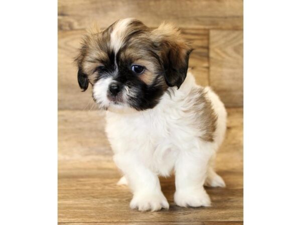 Shih Tzu DOG Female Red / White 14405 Petland Chillicothe, Ohio