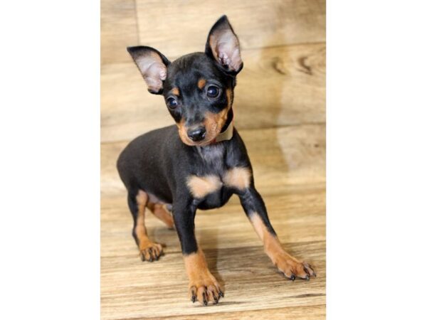 Miniature Pinscher DOG Male Black / Tan 14404 Petland Chillicothe, Ohio