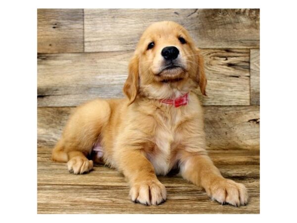 Golden Retriever DOG Male Golden 14406 Petland Chillicothe, Ohio