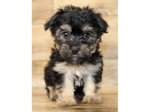 Morkie DOG Male Black / Tan 14407 Petland Chillicothe, Ohio