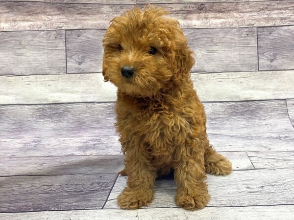 F2 MINI GOLDENDOODLE DOG Female Red 14410 Petland Chillicothe, Ohio