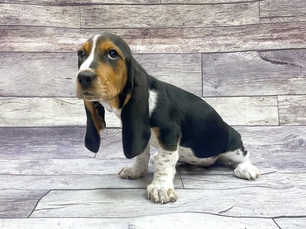 Basset Hound DOG Female BLK TRI 14411 Petland Chillicothe, Ohio