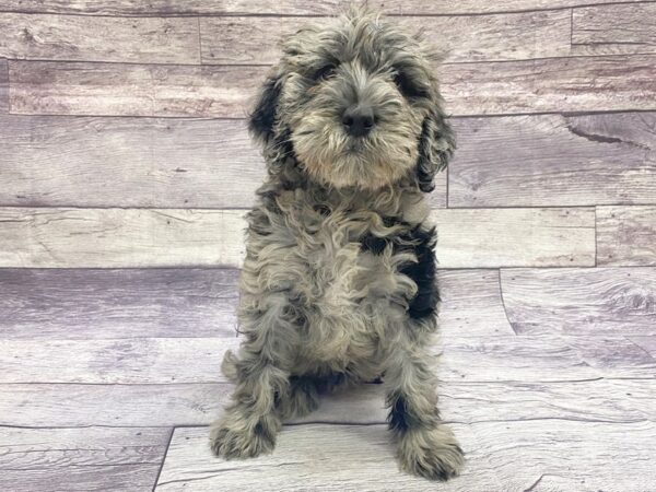 Labradoodle-DOG-Female-Blue Merle-14409-Petland Chillicothe, Ohio