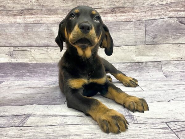 Rottweiler DOG Female Black & Tan 14408 Petland Chillicothe, Ohio