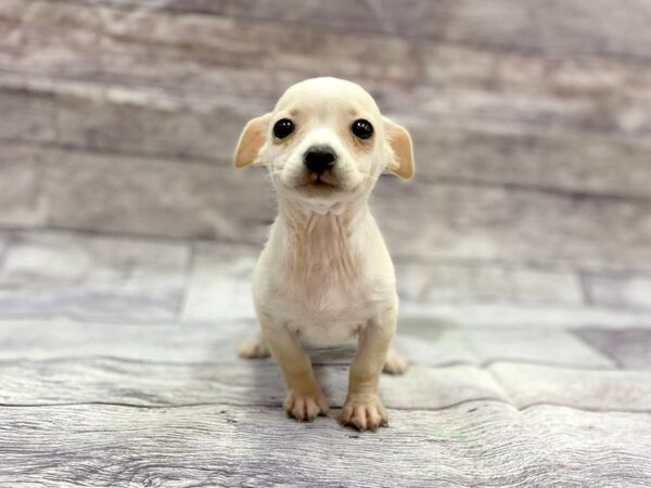 Chihuahua-DOG-Male-Cream-14412-Petland Chillicothe, Ohio