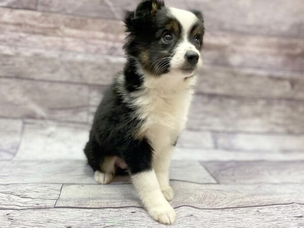 Miniature Australian Shepherd DOG Female Black White / Tan 14413 Petland Chillicothe, Ohio