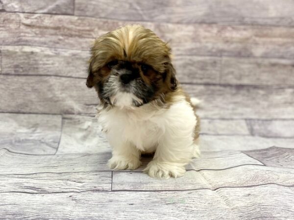Shih Tzu DOG Male Rd & WH 14414 Petland Chillicothe, Ohio