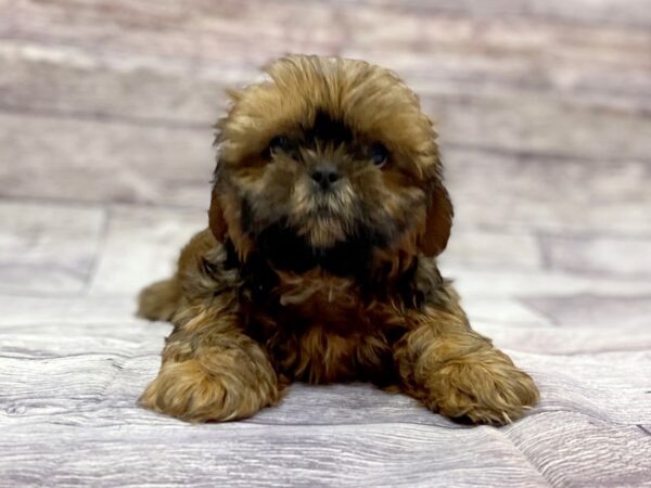 Shih Tzu-DOG-Male-Rd-14415-Petland Chillicothe, Ohio