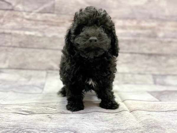 Poodle DOG Male BLK 14416 Petland Chillicothe, Ohio