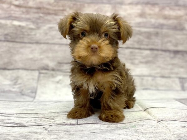 Yorkshire Terrier DOG Male Chlt & Tn 14418 Petland Chillicothe, Ohio
