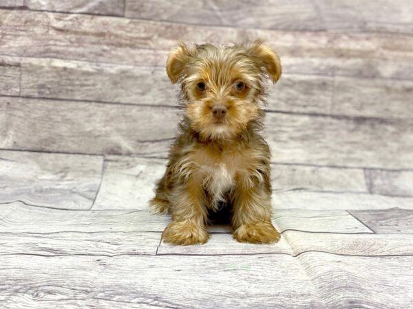 Yorkshire Terrier DOG Female Chlt & Tn 14419 Petland Chillicothe, Ohio