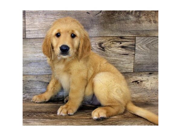 Golden Retriever DOG Female Golden 14421 Petland Chillicothe, Ohio