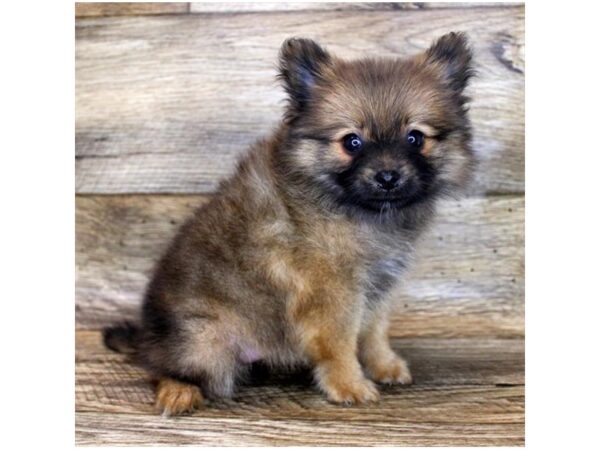 Pomeranian DOG Female Red Sable 14422 Petland Chillicothe, Ohio