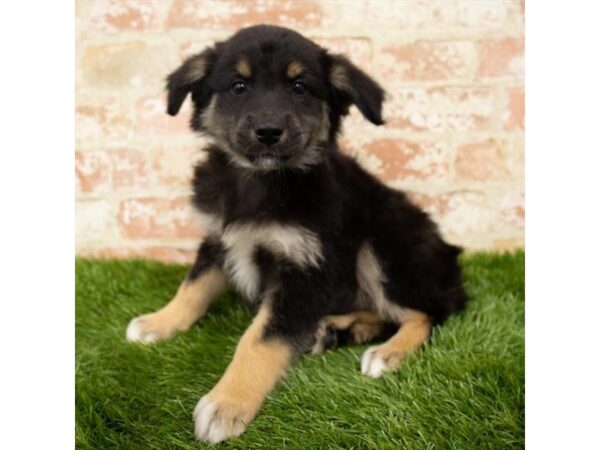 Miniature Australian Shepherd DOG Male Black 14430 Petland Chillicothe, Ohio