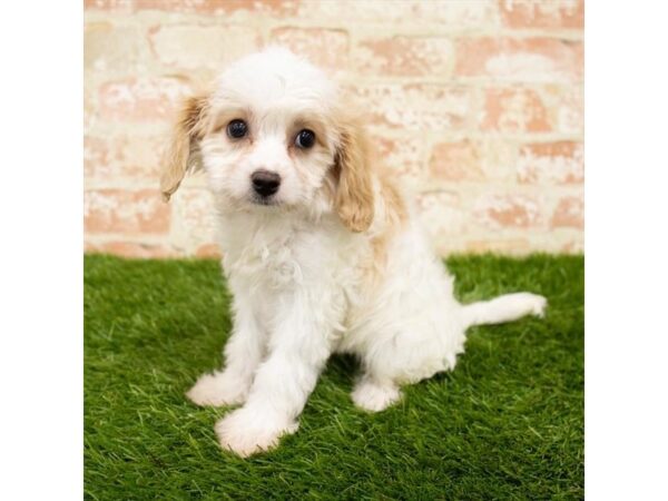 Cavachon DOG Female Cream 14431 Petland Chillicothe, Ohio