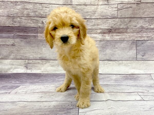 Goldendoodle DOG Female Golden 14424 Petland Chillicothe, Ohio