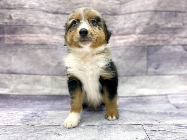 Australian Shepherd-DOG-Male-Blue Merle-14425-Petland Chillicothe, Ohio