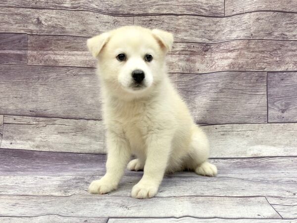 Huskimo DOG Male CREAM WHITE 14426 Petland Chillicothe, Ohio