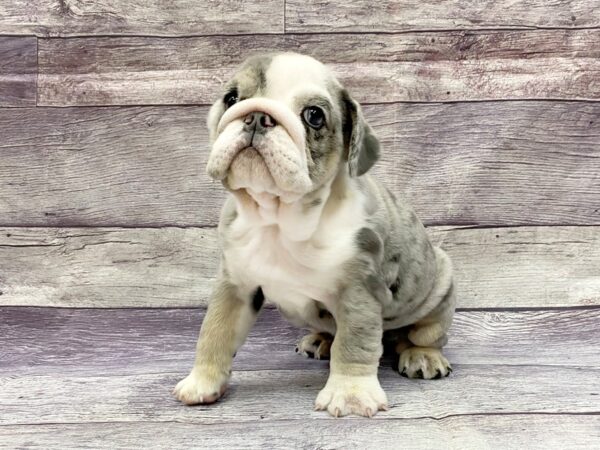 English Bulldog DOG Female Blue Merle 14428 Petland Chillicothe, Ohio