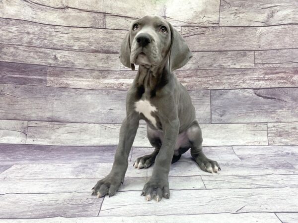 Great Dane DOG Male Blue 14429 Petland Chillicothe, Ohio