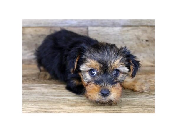 Yorkshire Terrier DOG Female Black / Tan 14437 Petland Chillicothe, Ohio