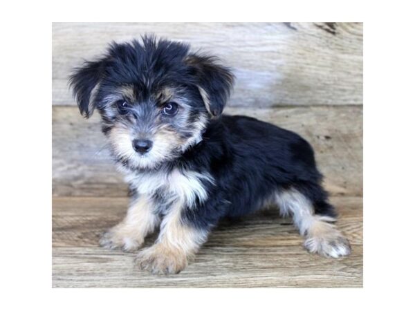 Morkie DOG Male Black / Tan 14439 Petland Chillicothe, Ohio