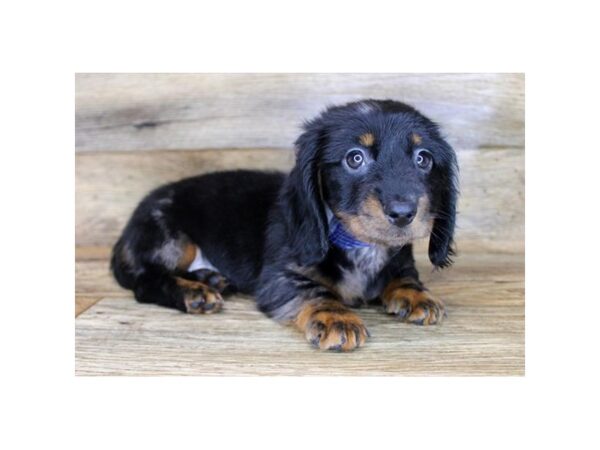 Dachshund DOG Male Black / Tan 14434 Petland Chillicothe, Ohio