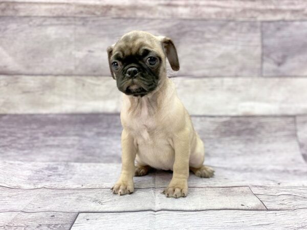 Pug DOG Female Fawn 14436 Petland Chillicothe, Ohio