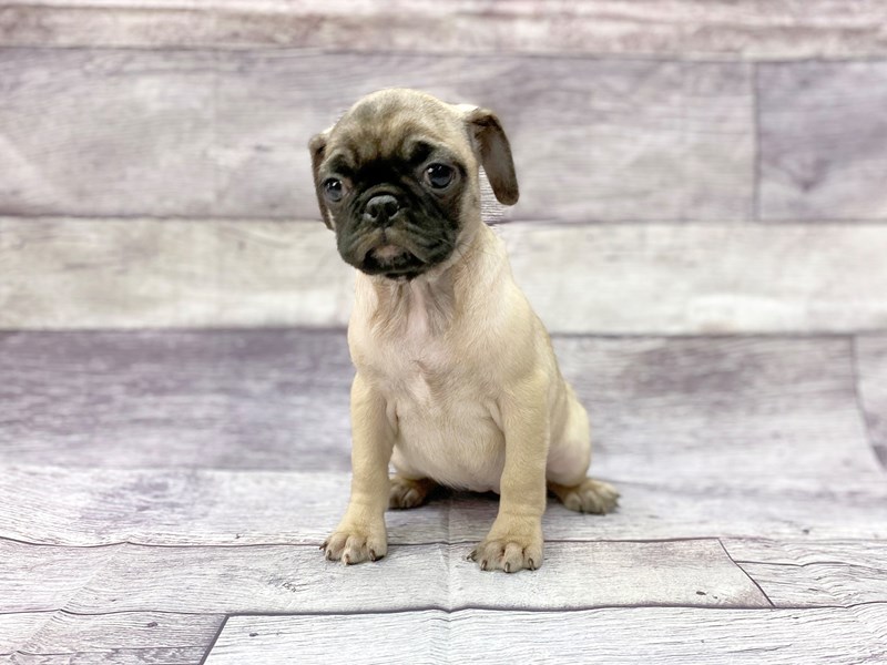 Female sales pug puppy