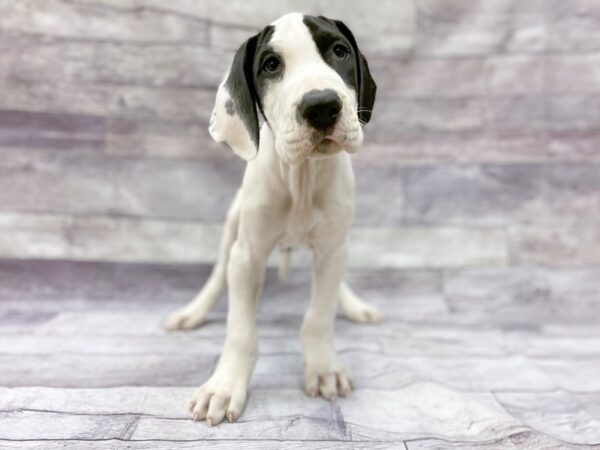 Great Dane DOG Male Mantle 14443 Petland Chillicothe, Ohio