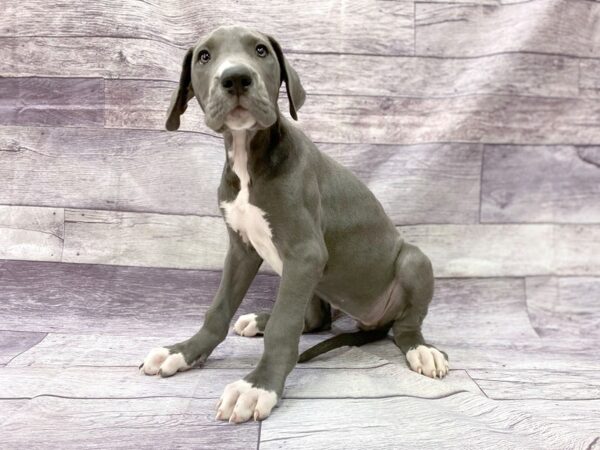 Great Dane DOG Female Blue & White 14442 Petland Chillicothe, Ohio