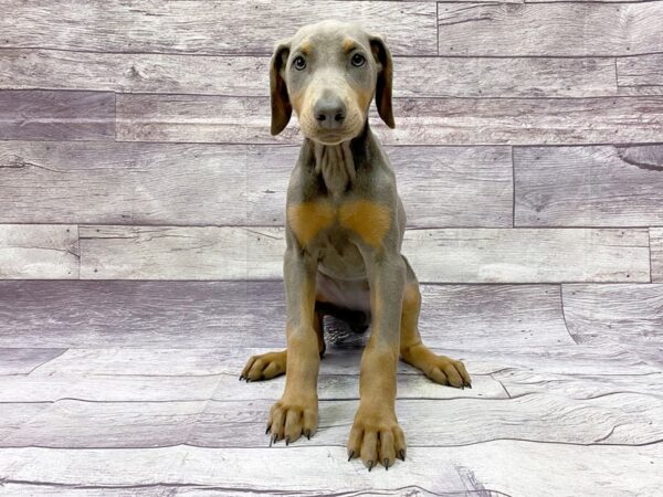 grey doberman