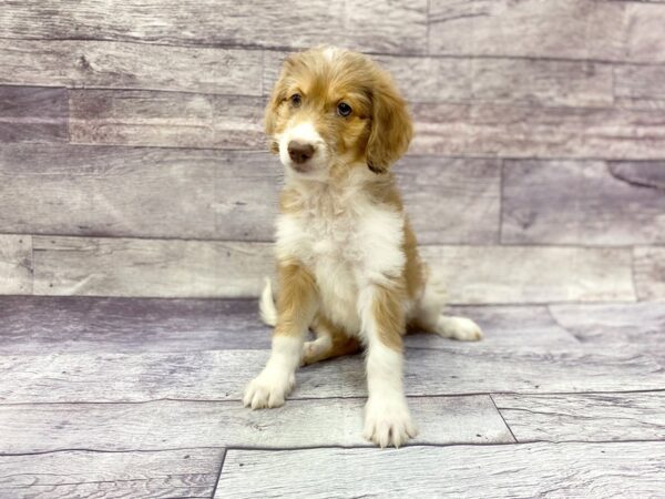 Aussiedoodle-DOG-Female-Red & Wh-14444-Petland Chillicothe, Ohio