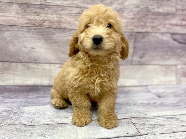Mini Goldendoodle-DOG-Male-Red-14445-Petland Chillicothe, Ohio