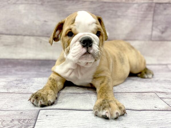 English Bulldog DOG Male Fawn Brindle 14447 Petland Chillicothe, Ohio