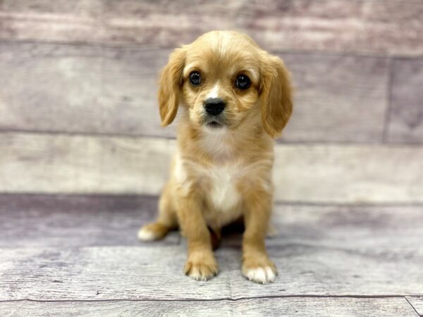 Cavalier King Charles Spaniel DOG Male Ruby 14448 Petland Chillicothe, Ohio