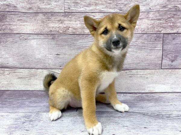 Shiba Inu DOG Female RED 14450 Petland Chillicothe, Ohio