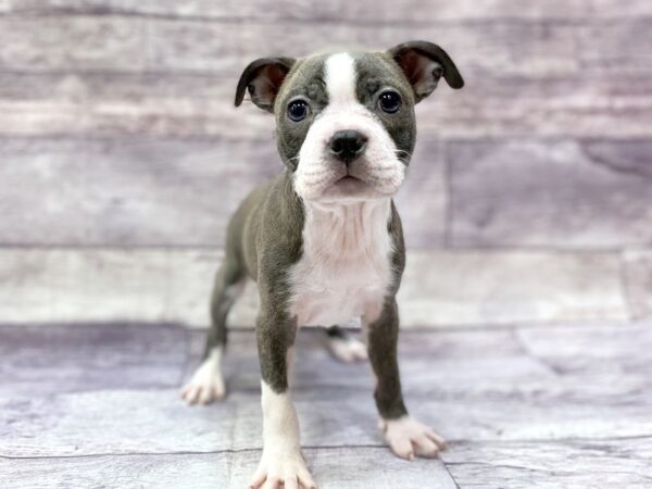 Boston Terrier-DOG-Female-BLUE WH-14452-Petland Chillicothe, Ohio