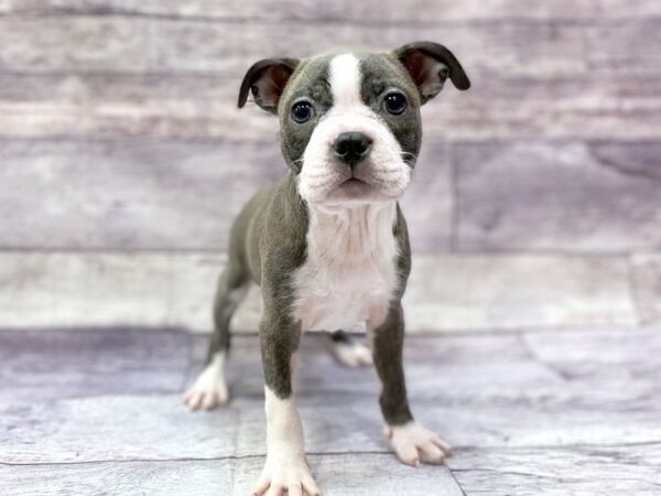 Boston Terrier DOG Female BLUE WH 14452 Petland Chillicothe, Ohio