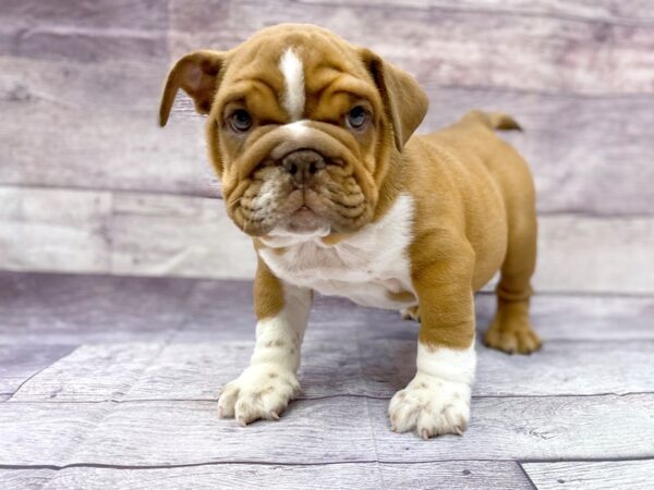 English Bulldog DOG Male Bronze 14454 Petland Chillicothe, Ohio