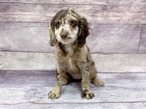 Cockapoo-DOG-Female-Chocolate-14455-Petland Chillicothe, Ohio